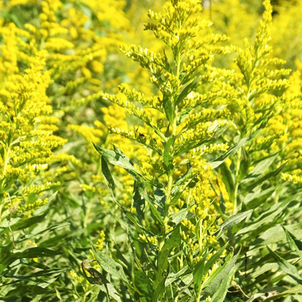 秋の麒麟草の生はちみつ,ポーランド産,非加熱,レモンのような爽やかな甘味,デトックス効果,京都はちみつ専門店