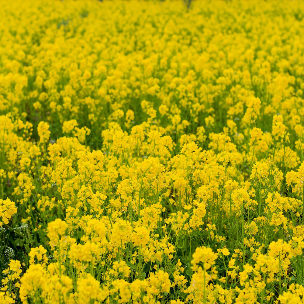 菜の花の生はちみつ,ポーランド産,非加熱,無添加,大自然,美容はちみつ,京都はちみつ専門店